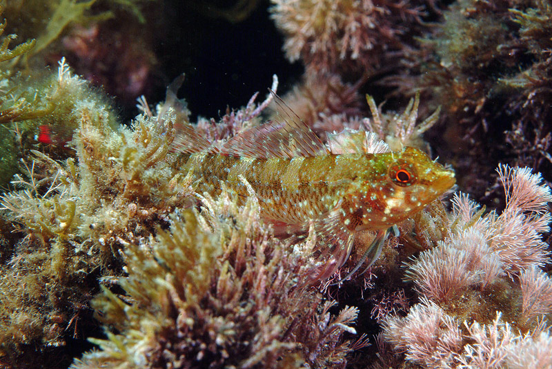 Tripterygion tripteronotus in livrea riproduttiva